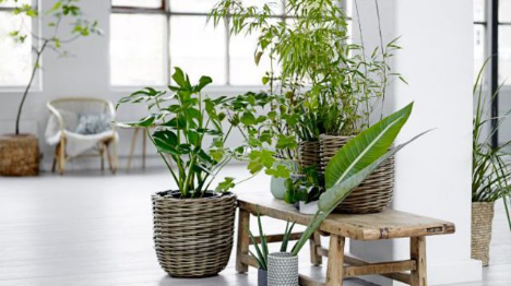 Plantes dans un appartement