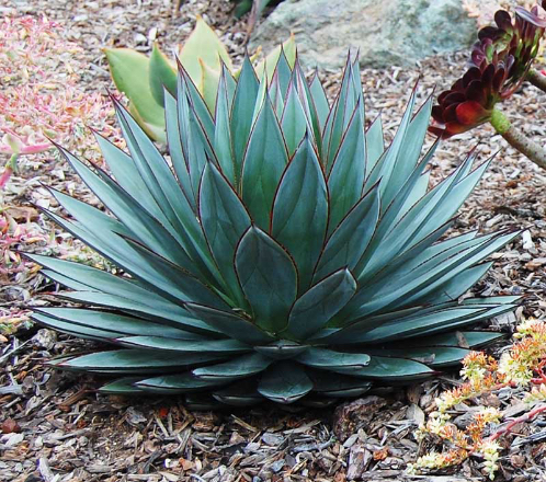 photo de plante verte