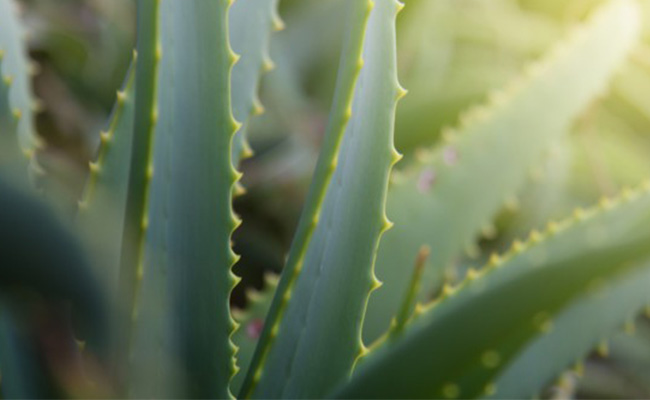 photo de plante verte